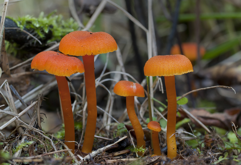 Hygrocybe miniata